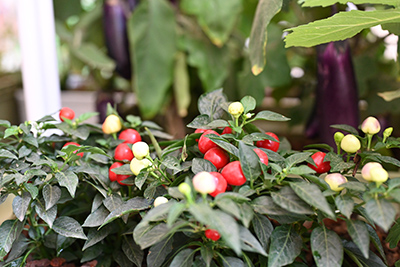 9001cc��ɳ�Գ�Ϊ��(�й�����)-�ٷ���վ