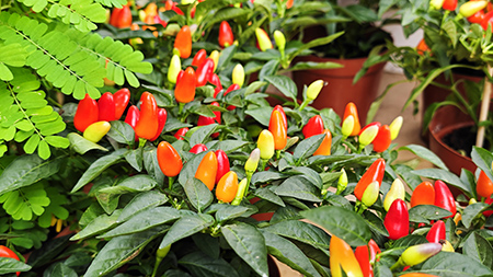 9001cc��ɳ�Գ�Ϊ��(�й�����)-�ٷ���վ