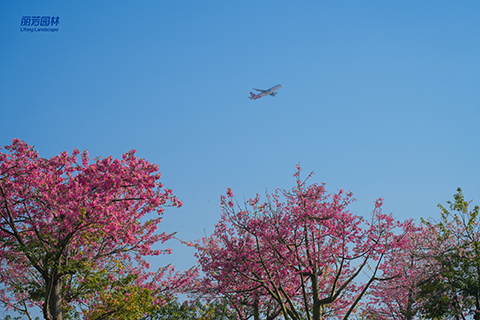 9001cc��ɳ�Գ�Ϊ��(�й�����)-�ٷ���վ