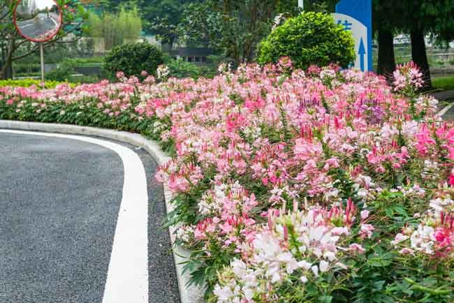 �����ɽҼ�Ż������