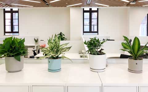 �칫������ֲ����ô������������������������Ҫ����