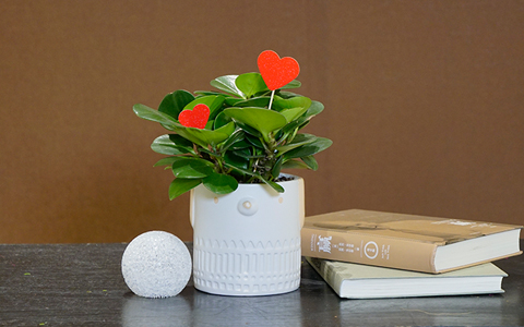 9001cc��ɳ�Գ�Ϊ��(�й�����)-�ٷ���վ