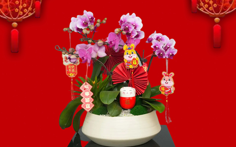 �껨��俪 | 9001cc��ɳ�Գ�Ϊ���´���ۺ��껨����Ԥ��