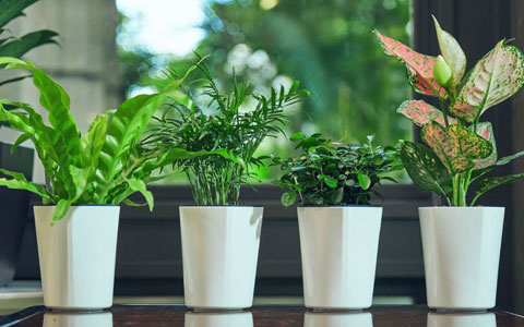 ��ֲ����ר�ң����ջ�������֪ʶ«������������������������������Ƥ����ˮС����