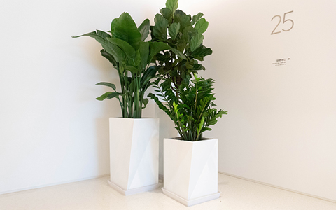 �̻������ô���Ǯ����������ר������ά������ֲ�ﻨ��