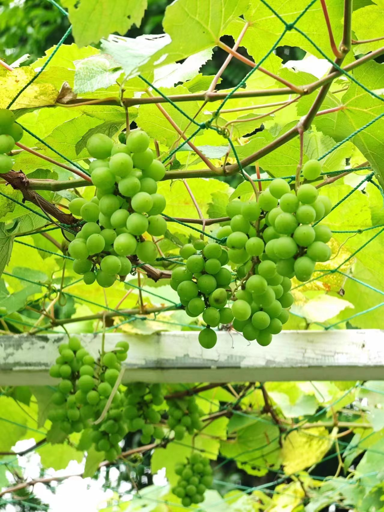 9001cc��ɳ�Գ�Ϊ��(�й�����)-�ٷ���վ